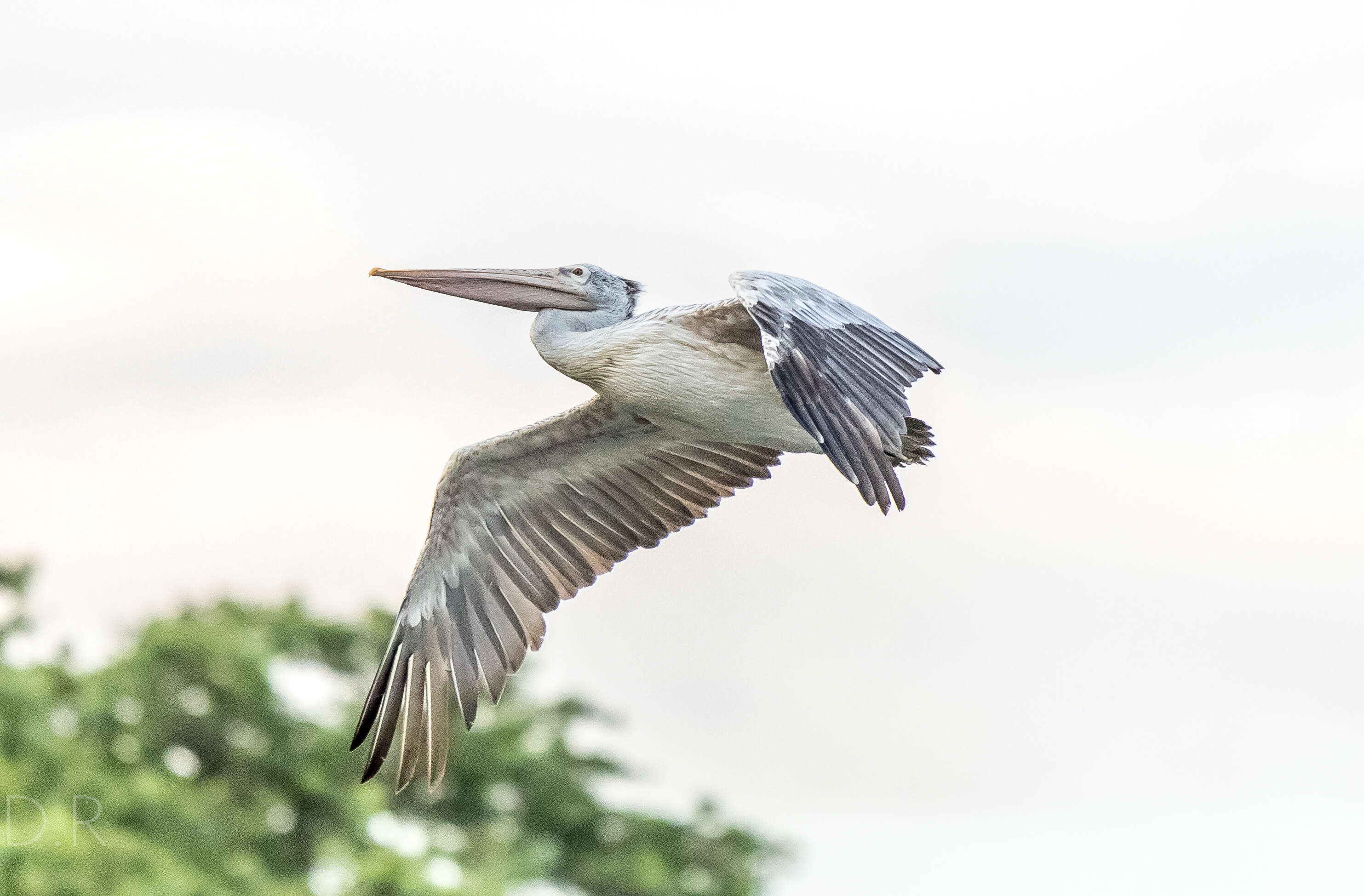 Image of Grey Pelican