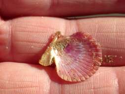 Image of queen scallop