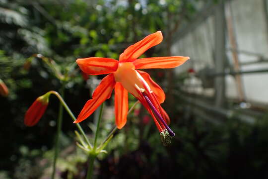 Image de Bessera elegans Schult. fil.