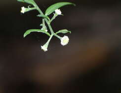 صورة Aster verticillatus (Reinw.) Brouillet, Semple & Y. L. Chen