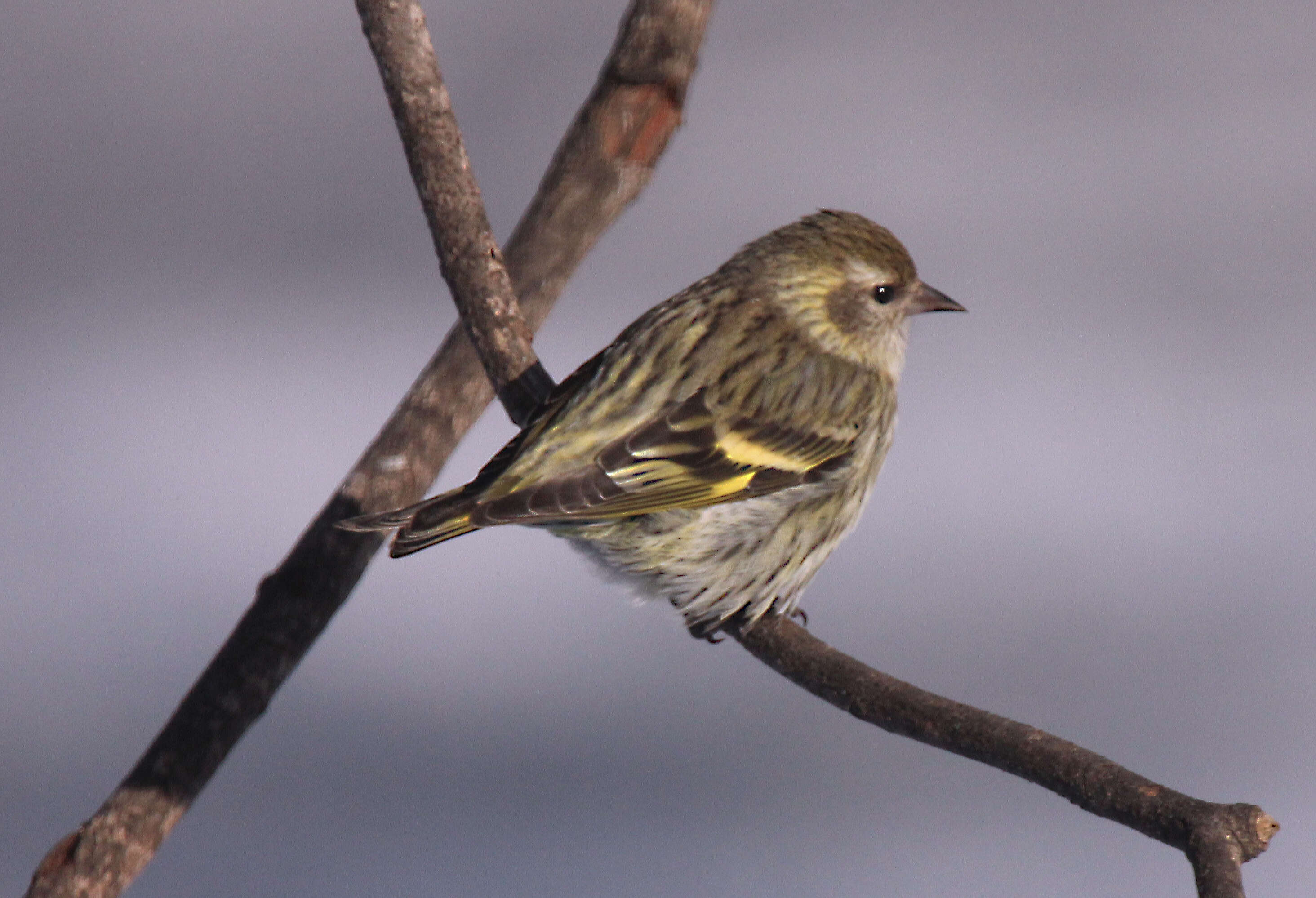 Image of Pine Siskin