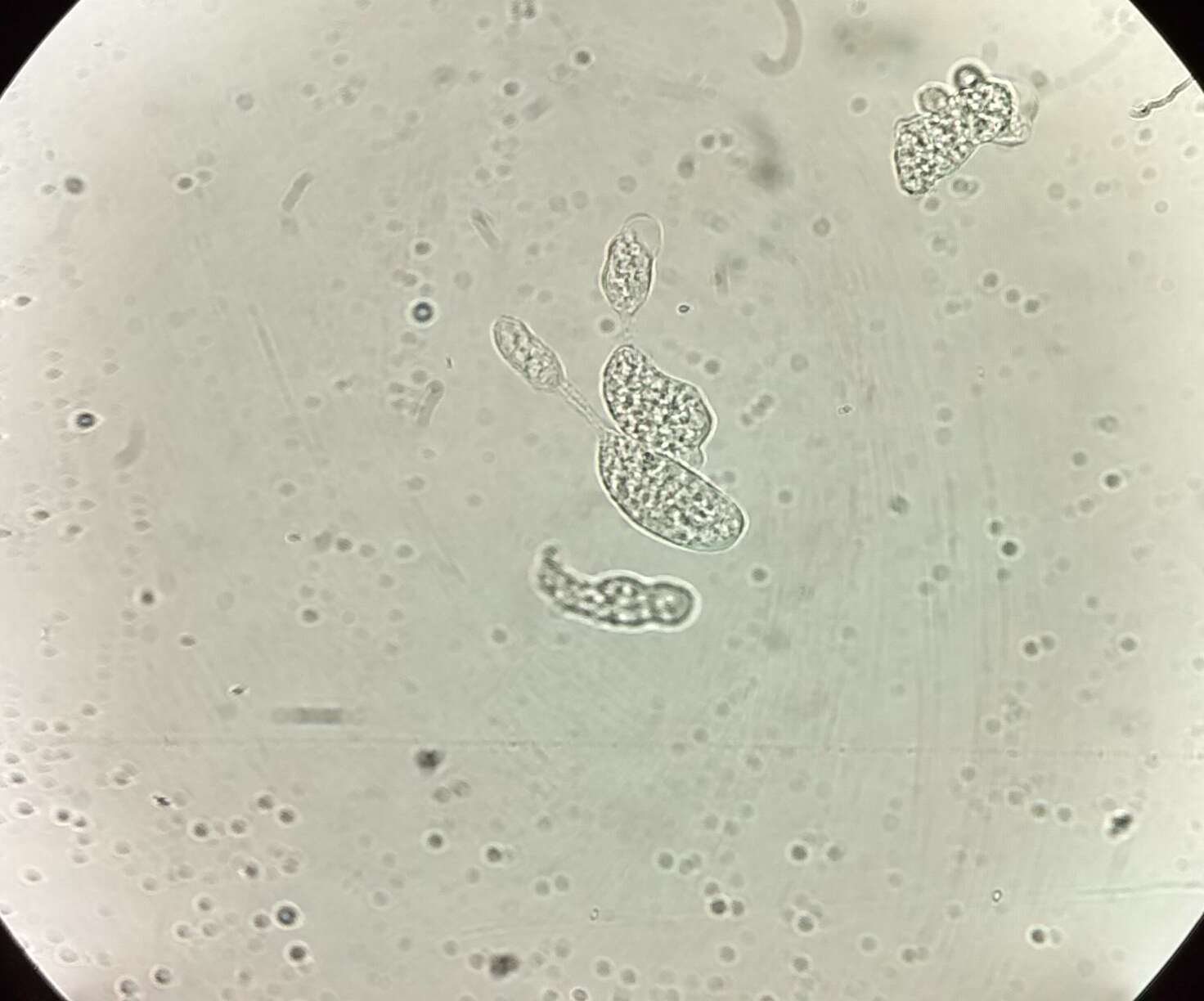 Image of Entamoebidae