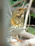 Image of Janpanese Thrush