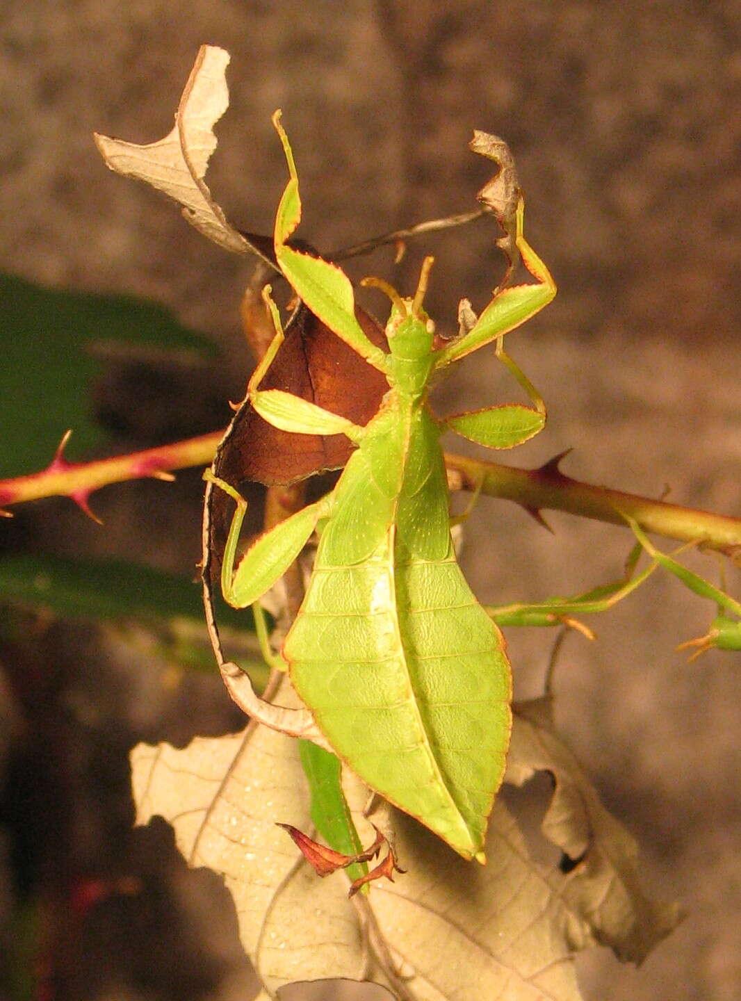 Image of Phyllium (Phyllium) philippinicum Hennemann, Conle, Gottardo & Bresseel 2009