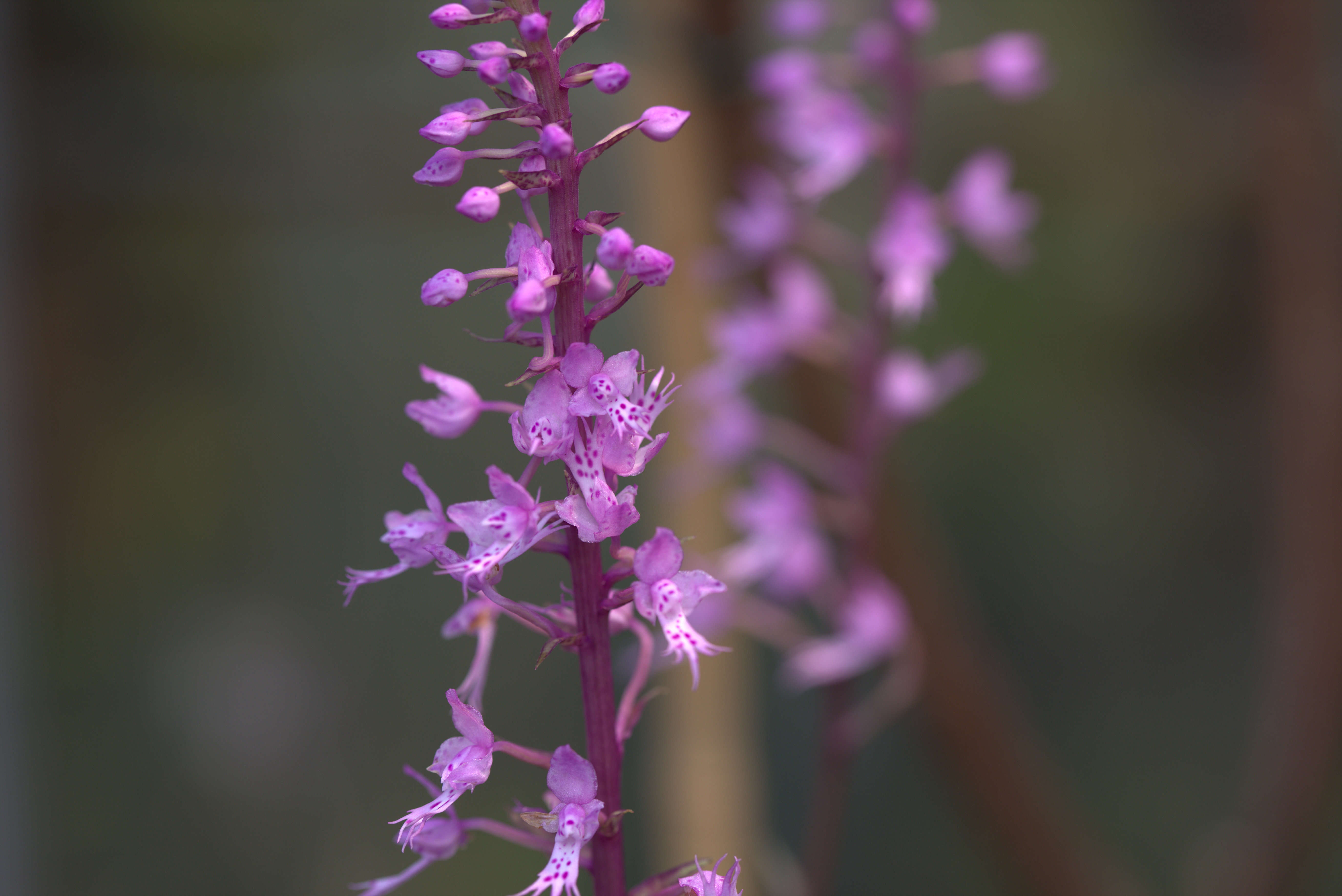 Image of Stenoglottis longifolia Hook. fil.