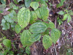 Image of soapbush