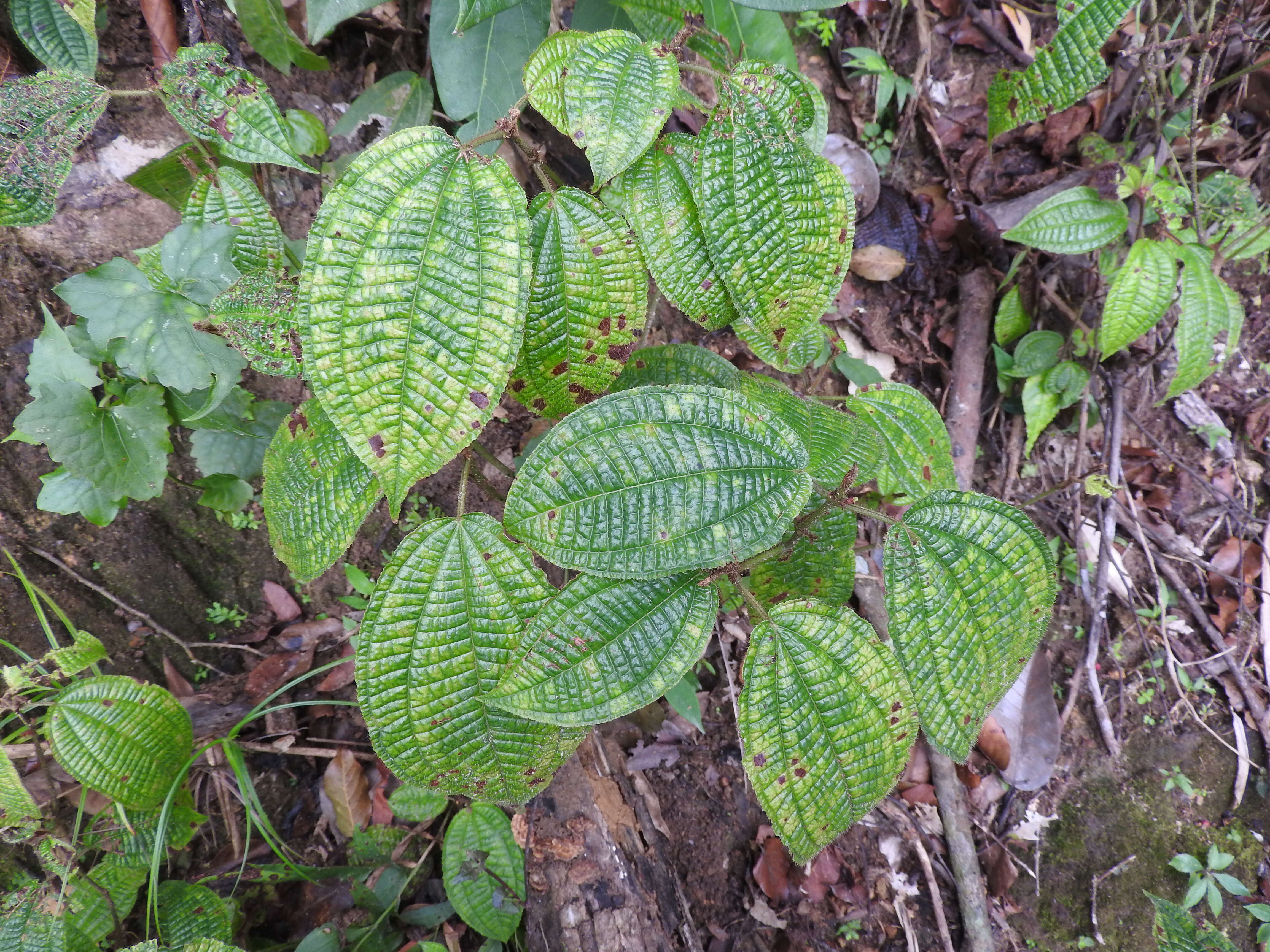 Image of soapbush