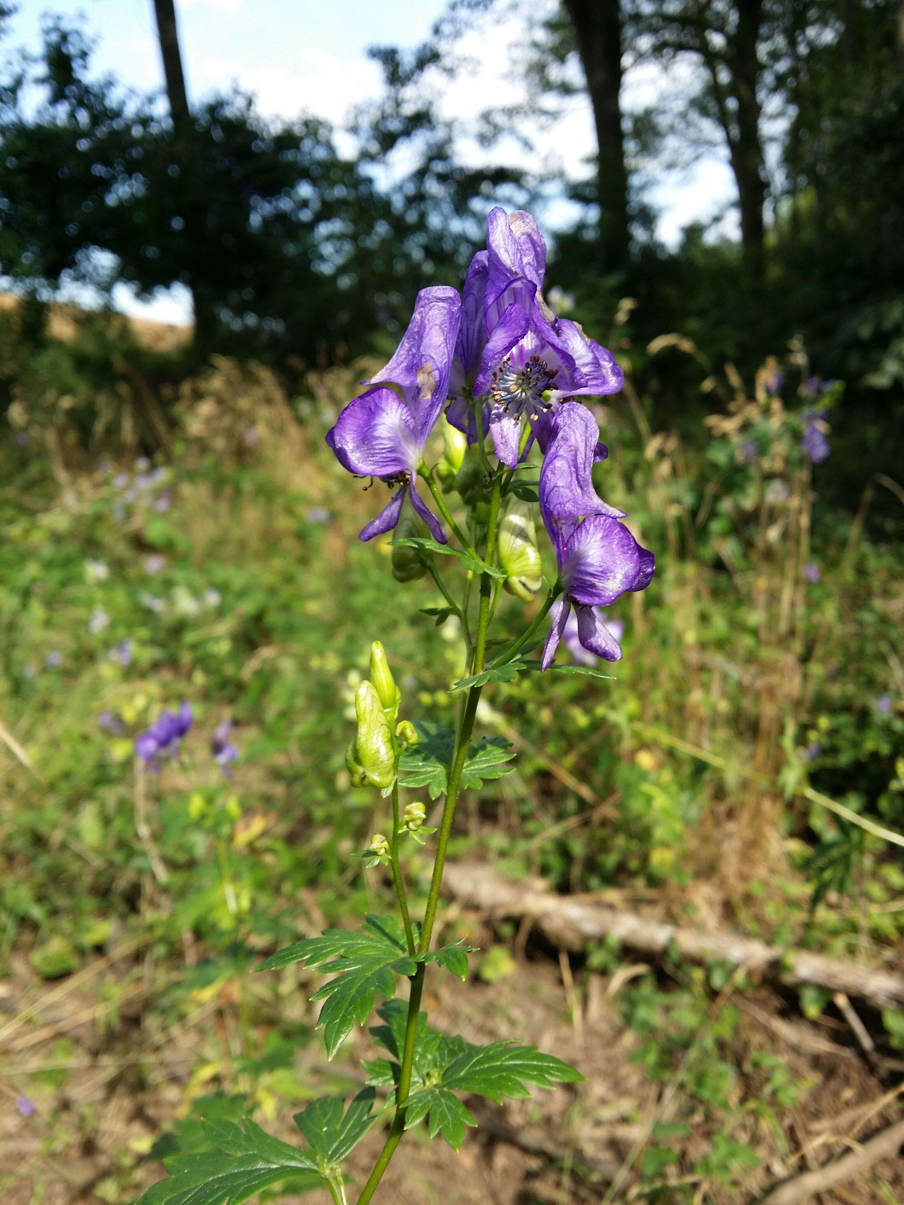 Image of Manchurian monkshood