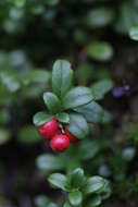 Image of lingonberry