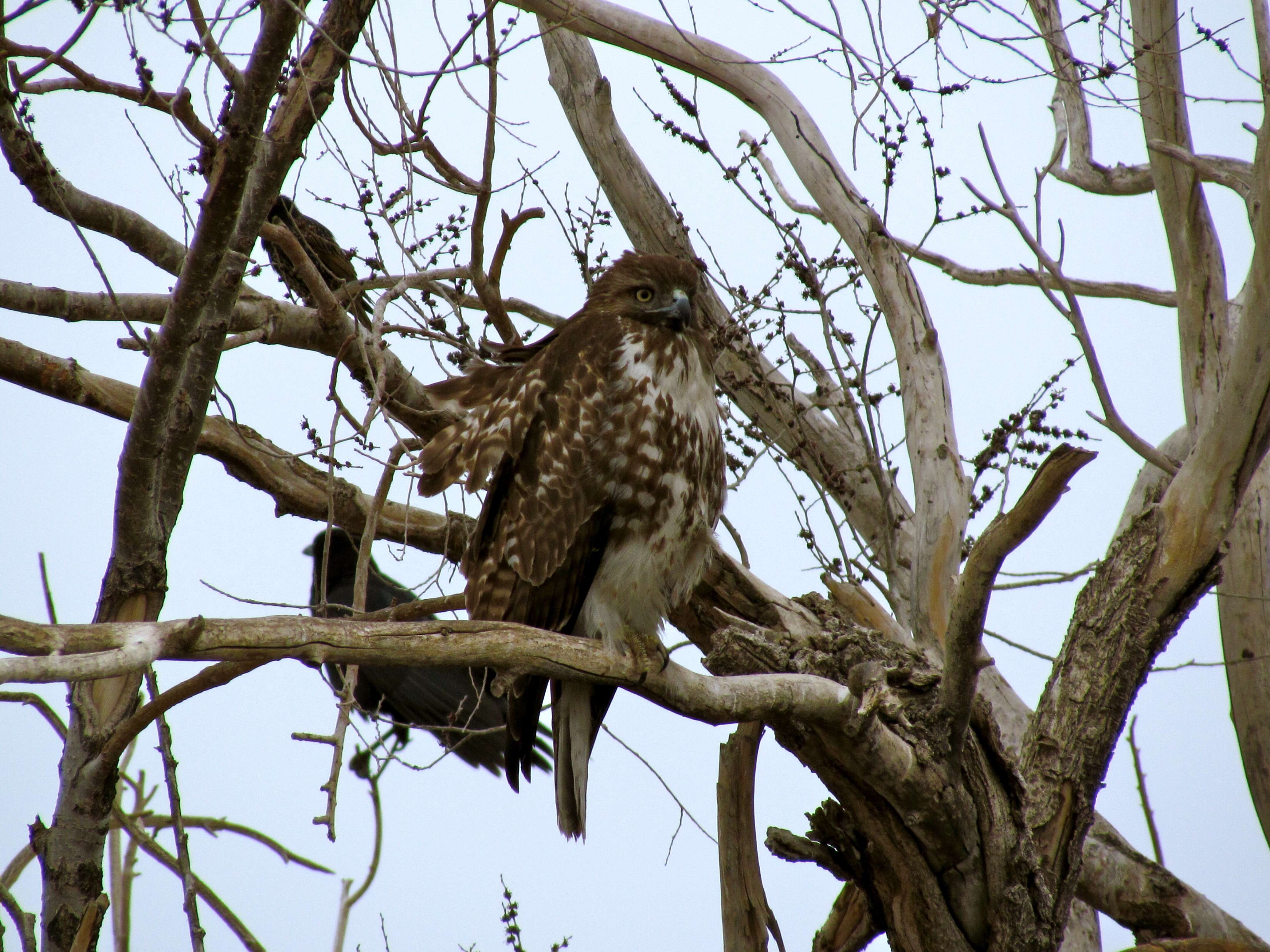 Image of Red-tailed Hawk