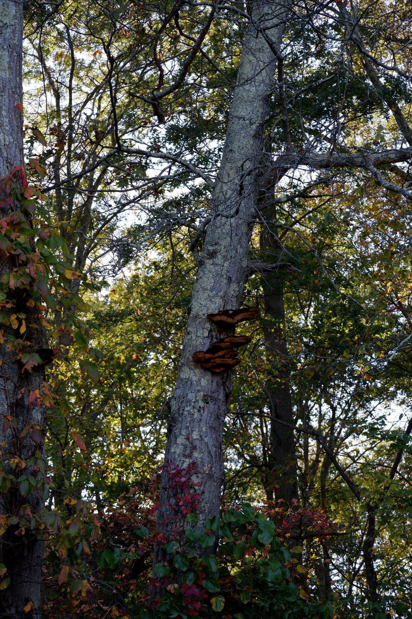 Image de Polypore hérissé