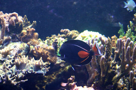 Image of Achilles Tang