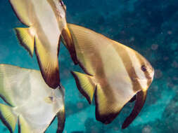 Image of Longfin batfish