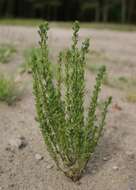 Image of Dillenius' speedwell