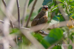 Image of White-throated Bulbul