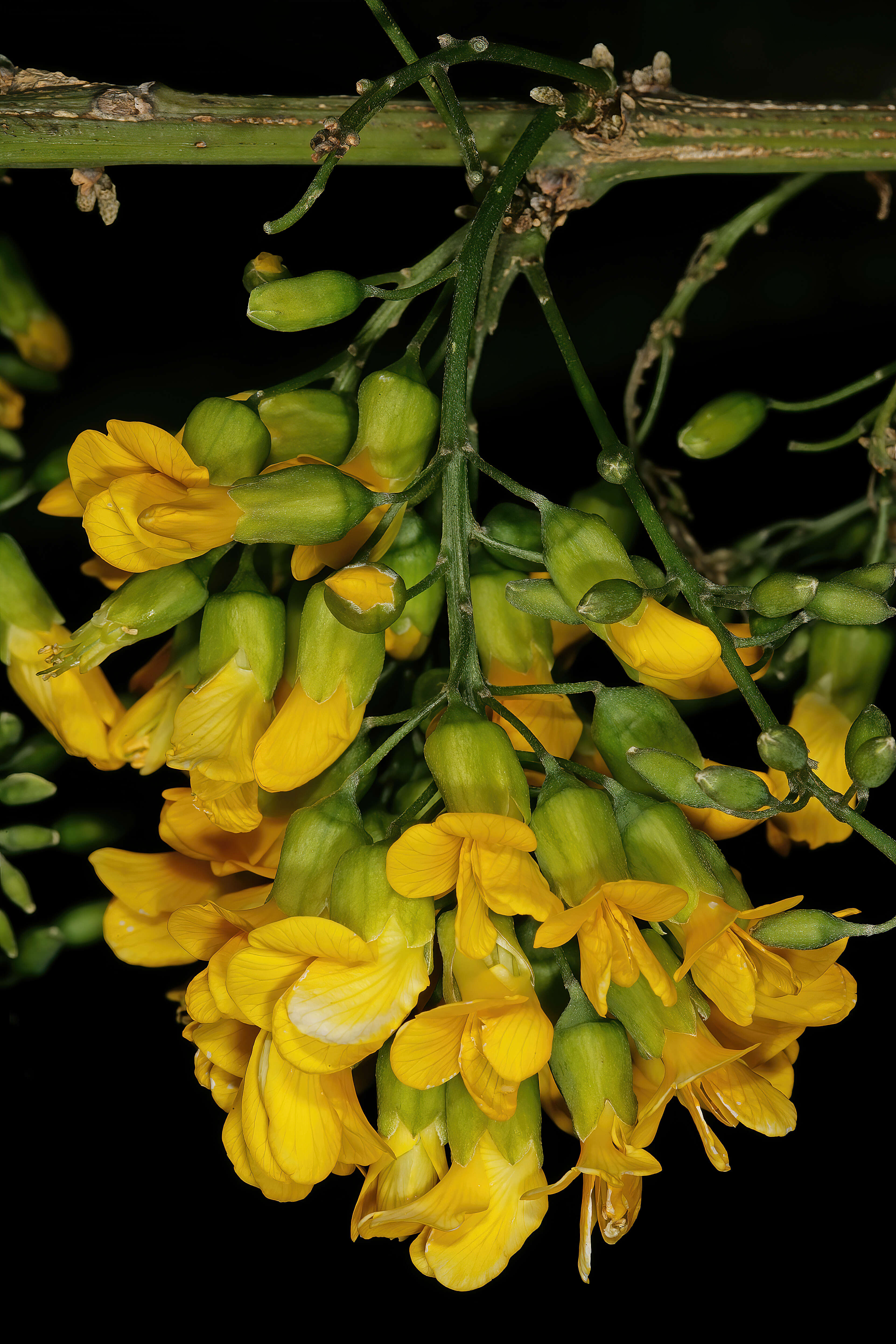 Imagem de Calpurnia aurea (Aiton) Benth.