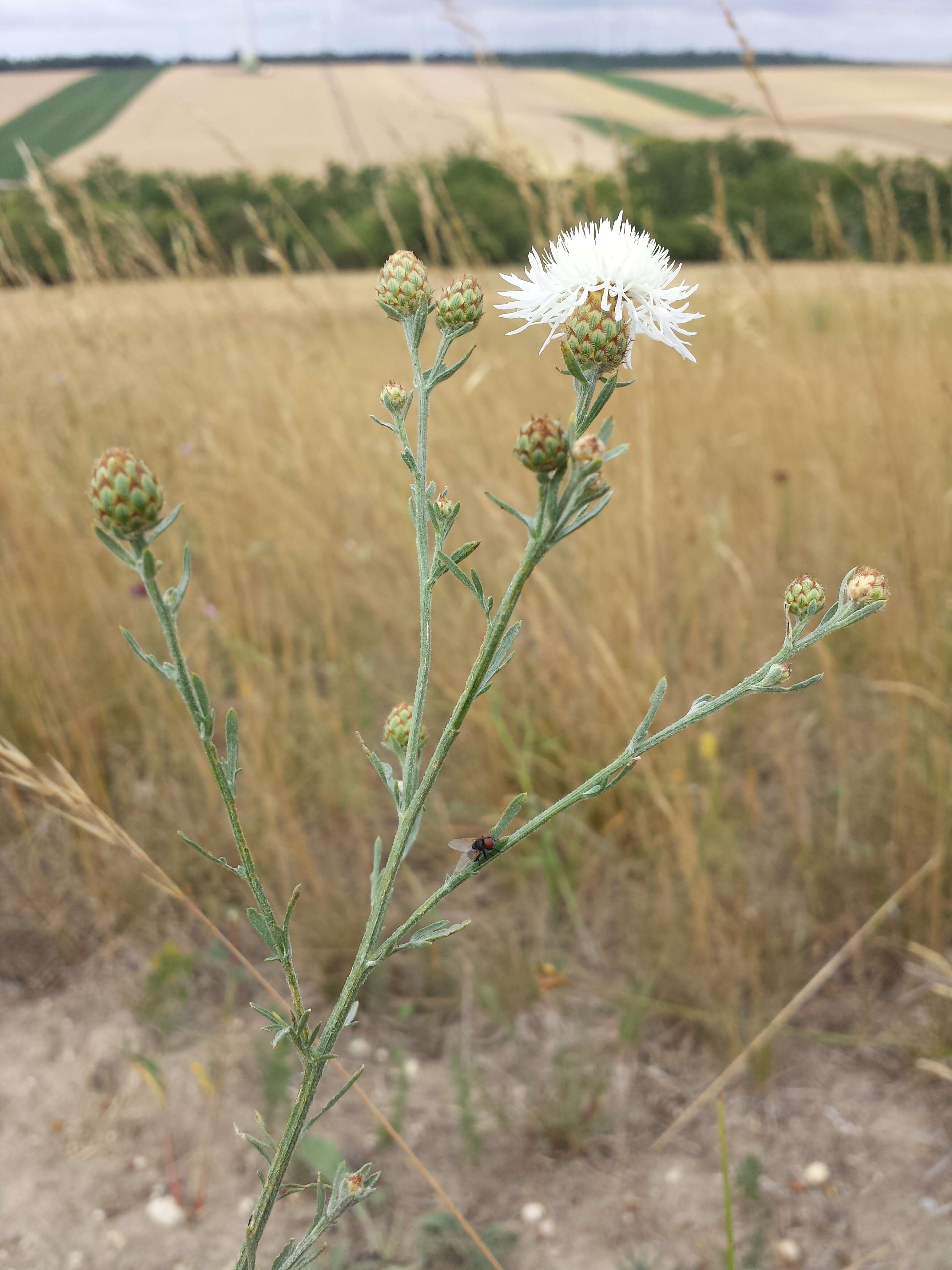 Image of spotted knapweed