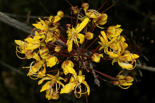 Слика од Cassia abbreviata Oliv.