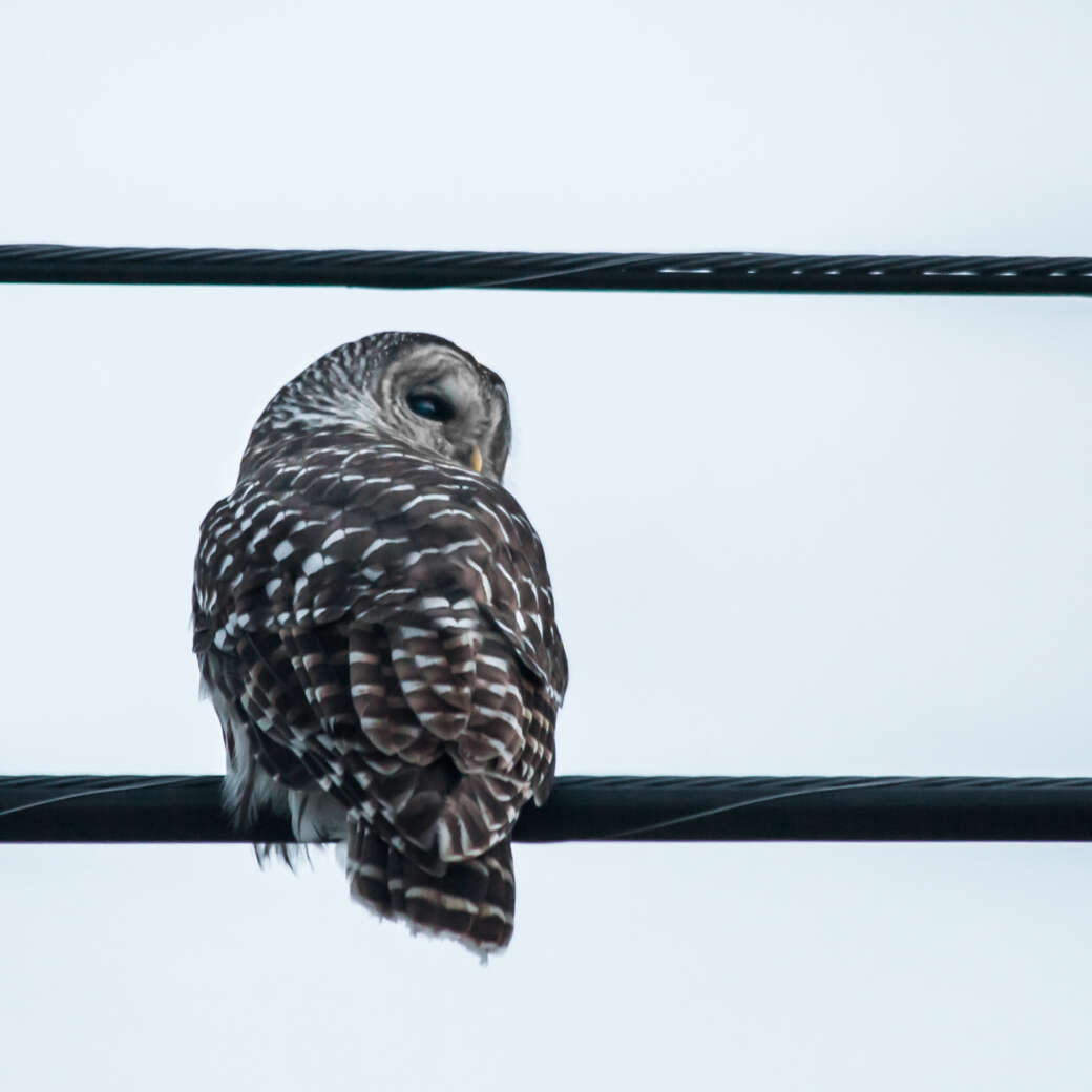 Image of Barred Owl