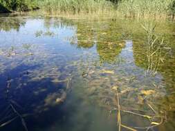 Imagem de Myriophyllum heterophyllum Michx.