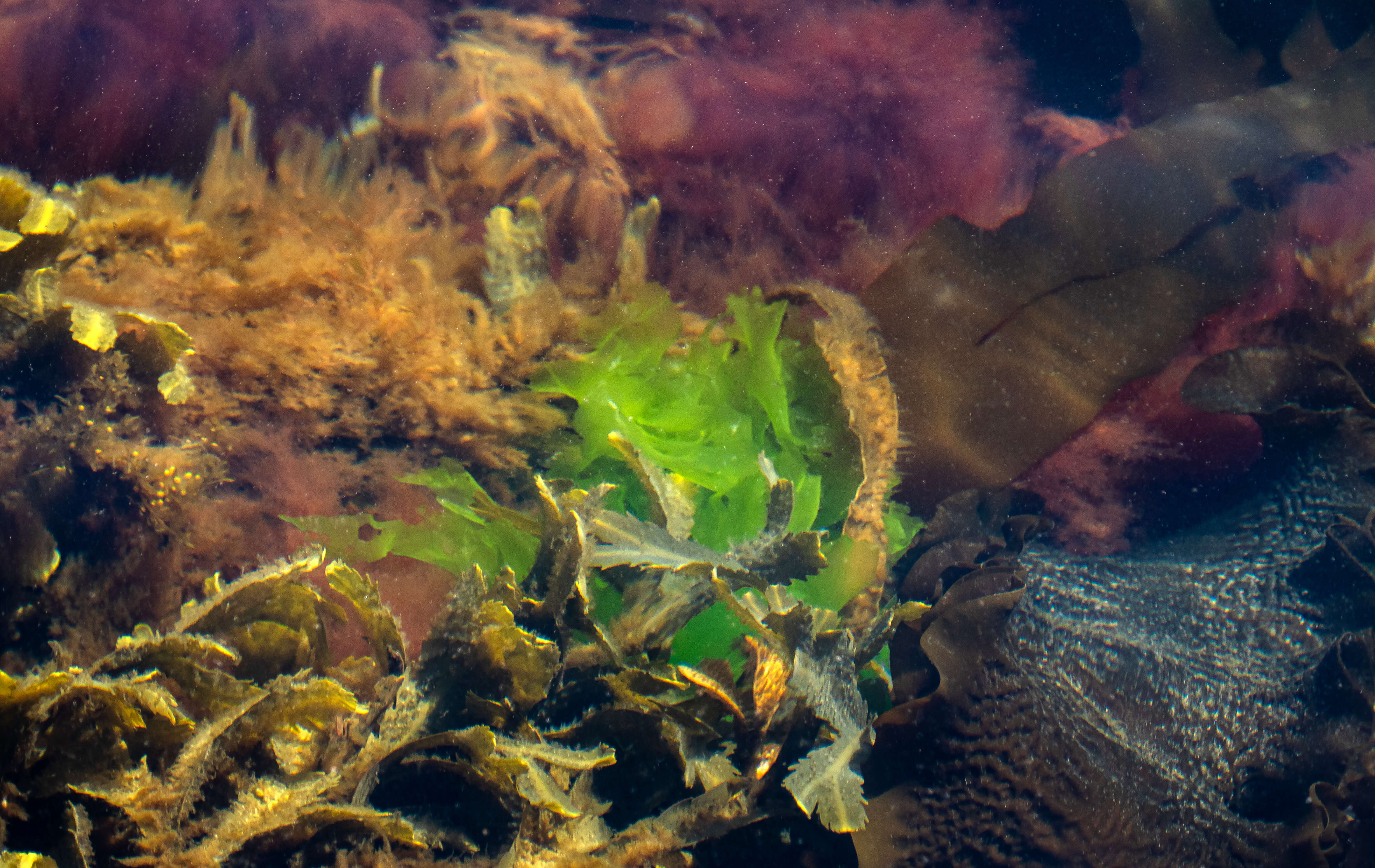 Image of toothed wrack