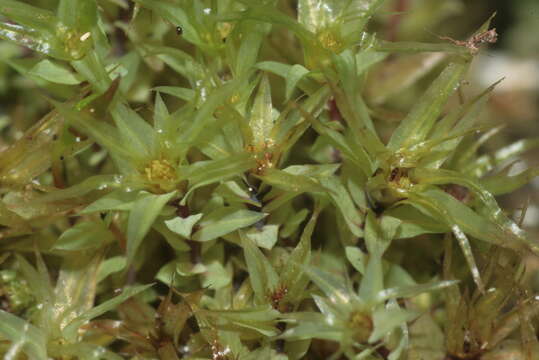 Image of Opal Thread-moss