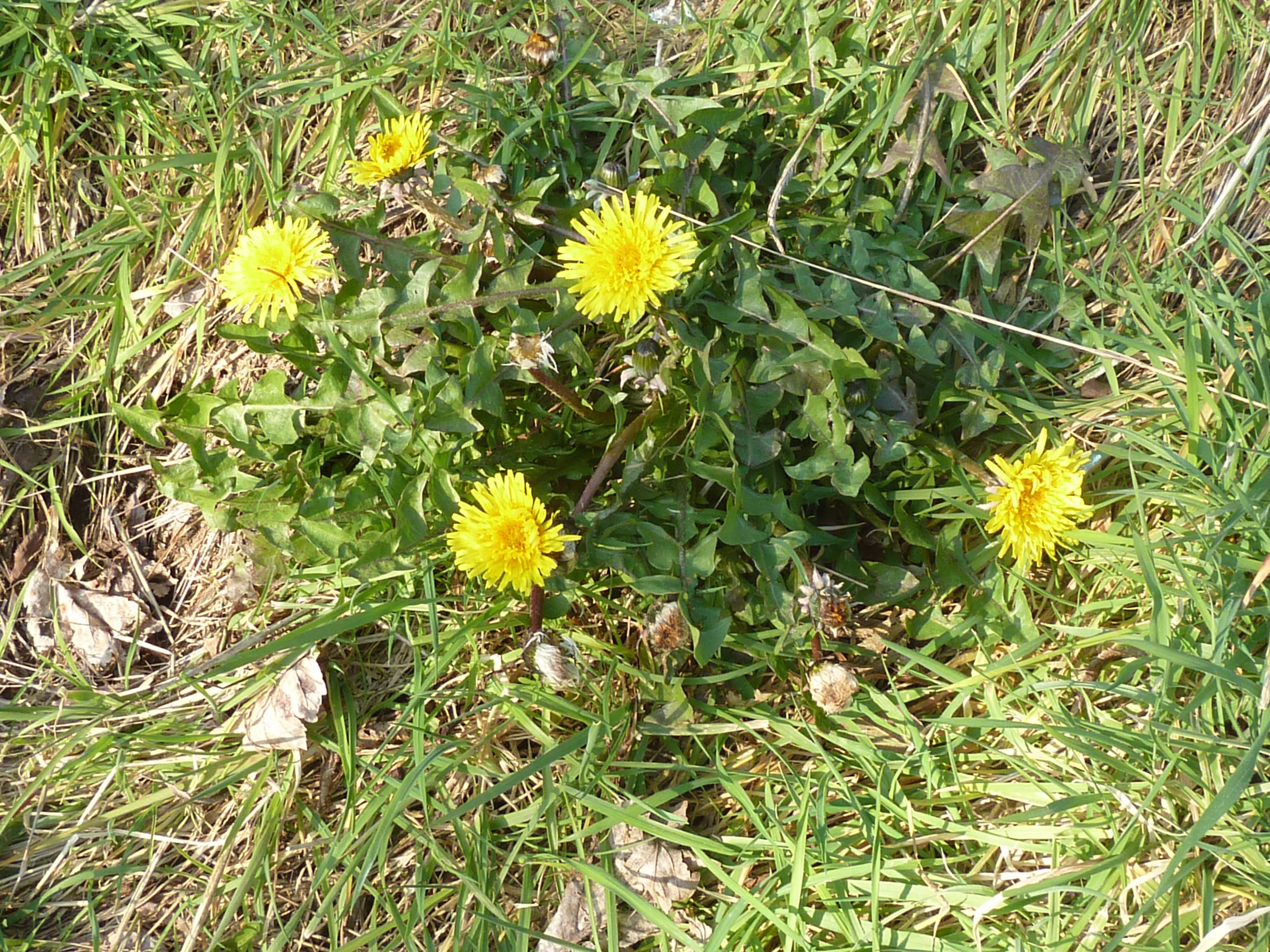 Image of Common Dandelion