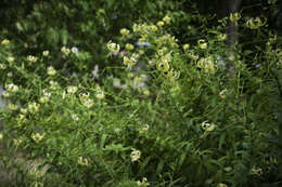 Image of Henry's lily