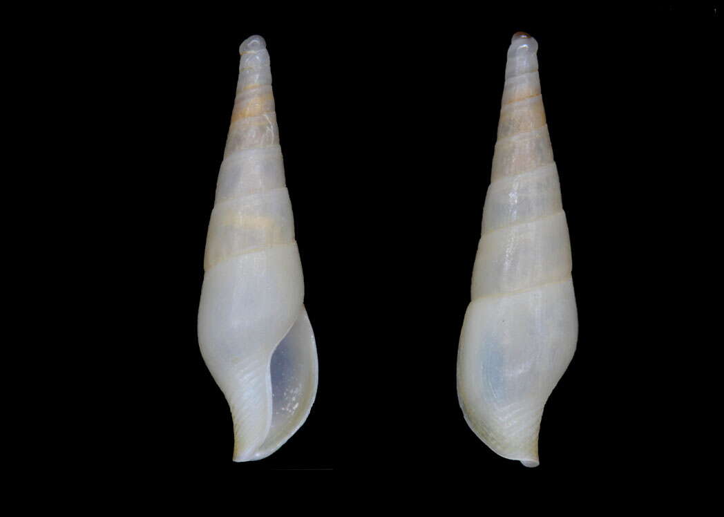 Image of Mitrella gracilis K. Monsecour & D. Monsecour 2016