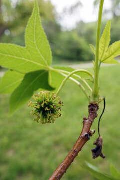 Image of American Sweetgum