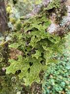 Image of Lungwort