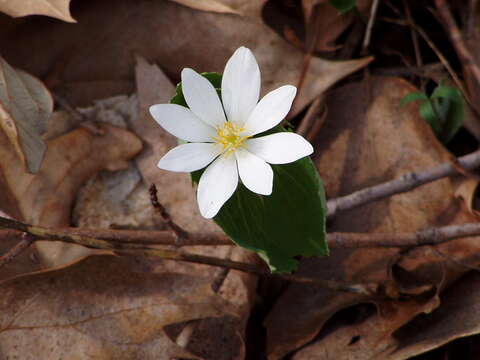 Image of bloodroot