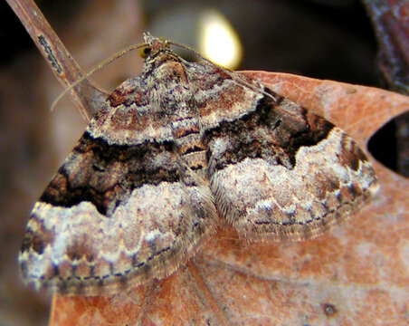 Image of Toothed Brown Carpet