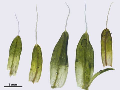 Plancia ëd Tortula muralis Hedwig 1801