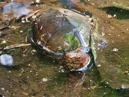 Image of Tabasco Mud Turtle