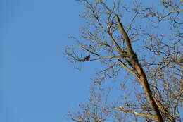 Image of Song Thrush