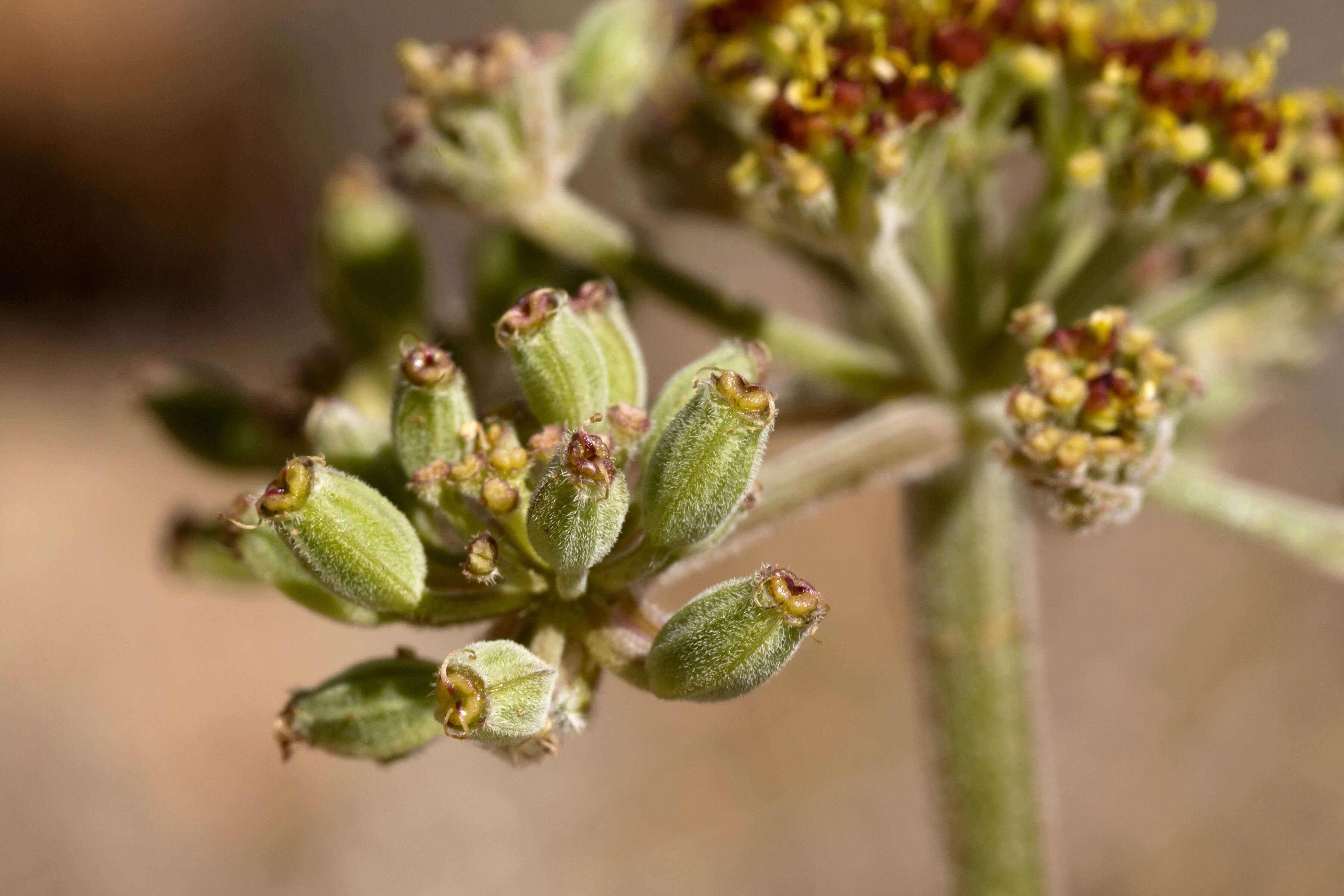 Image of desert biscuitroot