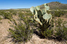 Image of Dollar-joint Prickly-pear