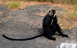 Image of Black Leaf Monkey