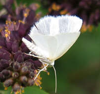 Image of White Spring Moth