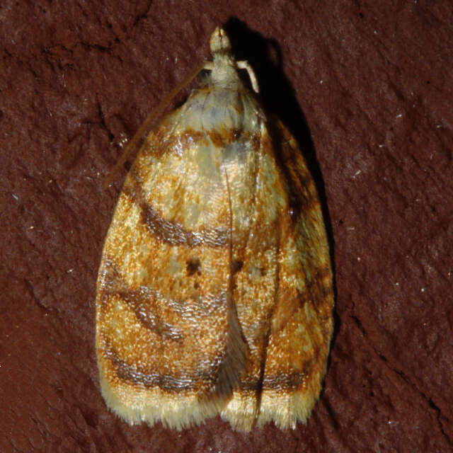 Image of Red-edged Acleris