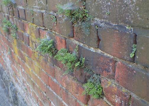 Image of Wall-rue