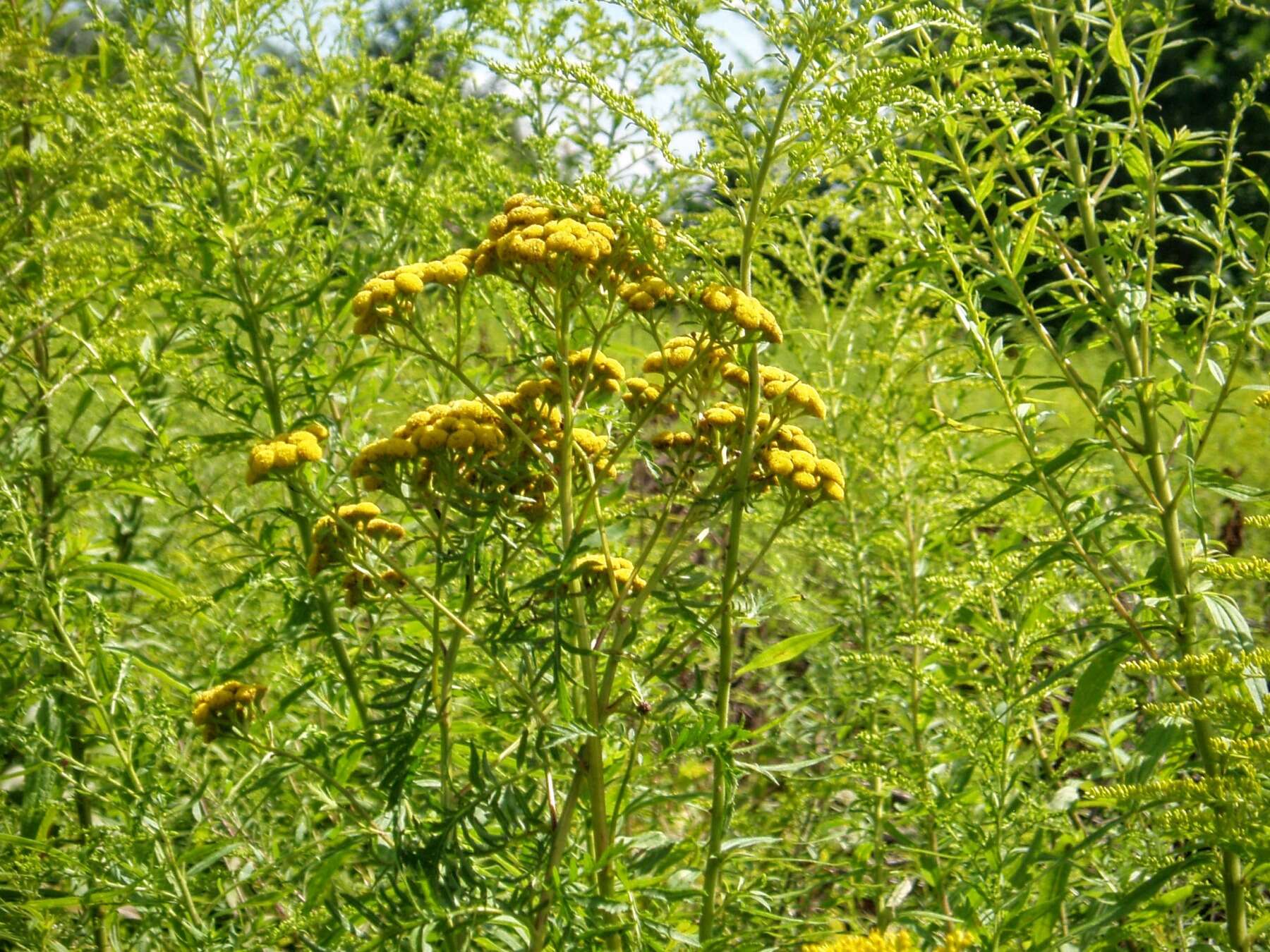 Image of common tansy