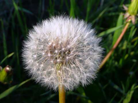 Image of Common Dandelion