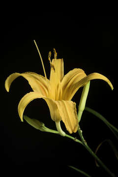 Image of orange daylily