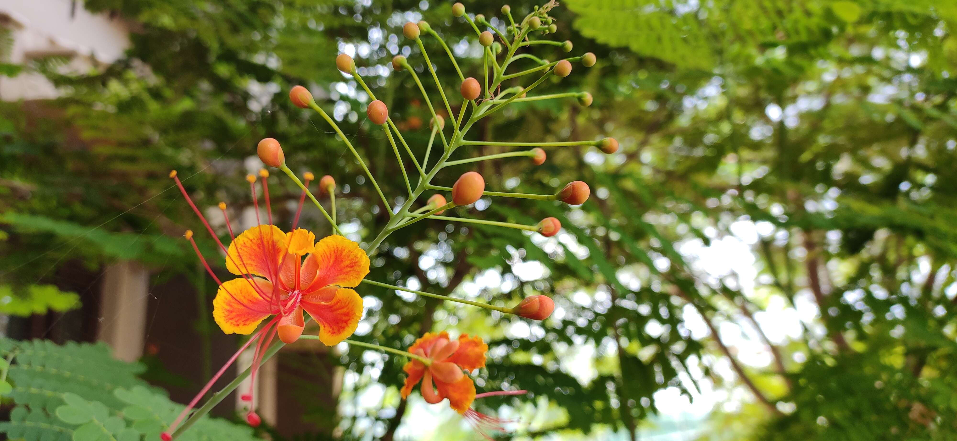 Image of Senegalia rugata (Lam.) Britton & Rose