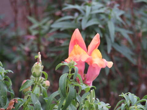 Plancia ëd Antirrhinum majus L.