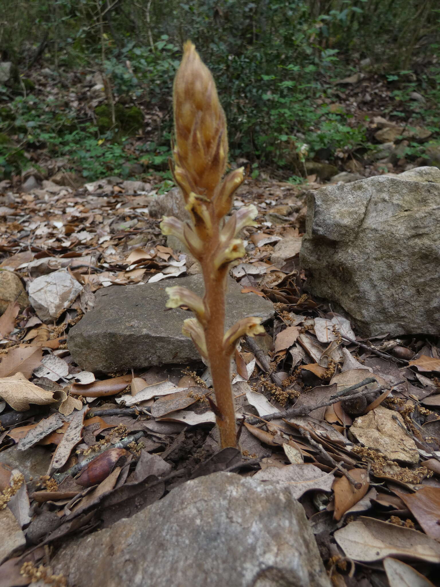 Image of ivy broomrape