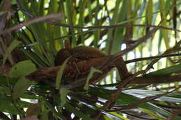 Image of Philippine tarsier