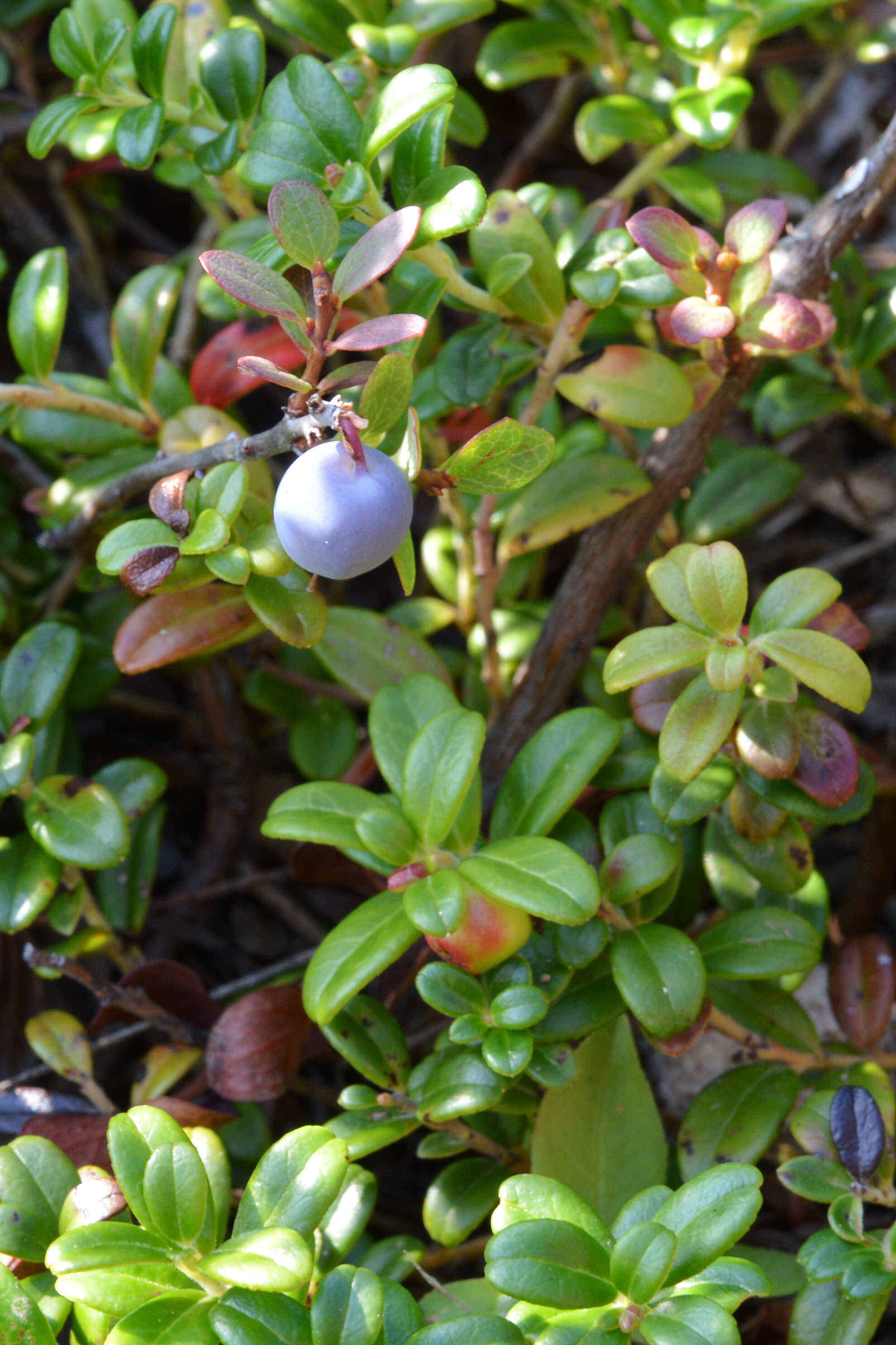 Image of lingonberry